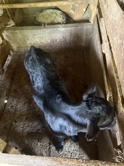 Ангус 20 кундык