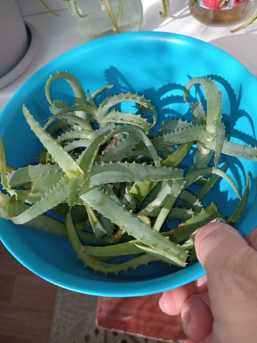 Продам отростки цветов