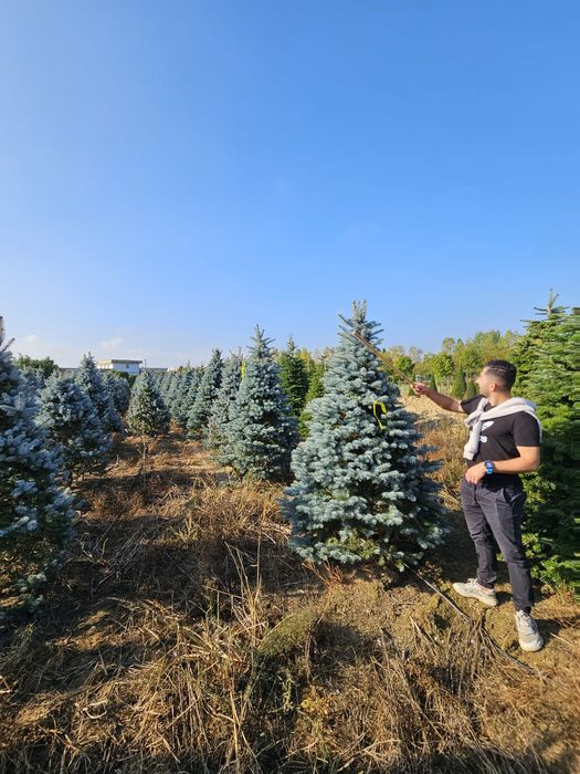 Brad argintiu la ghiveci ( vand brazi argintii hoopsii ) abies, picea.