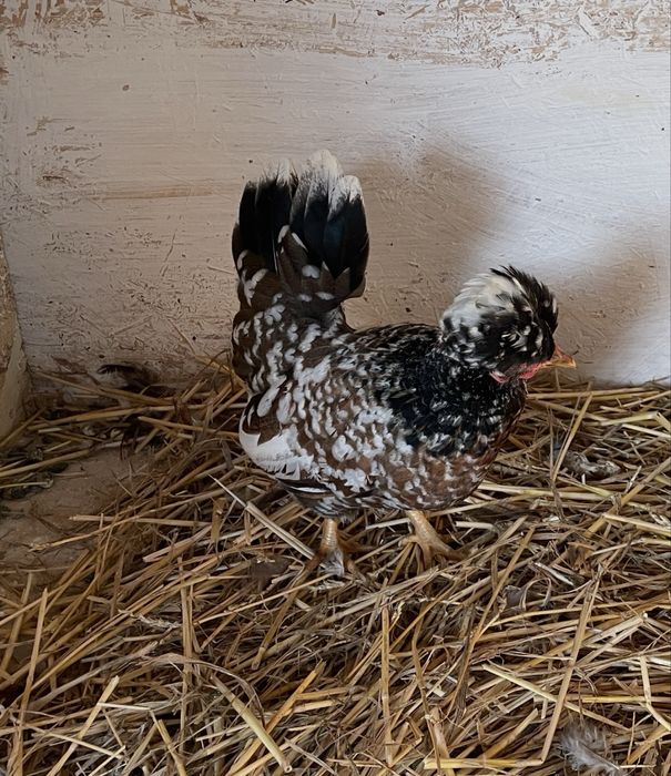 Vand oua din gaini pitice miniatura