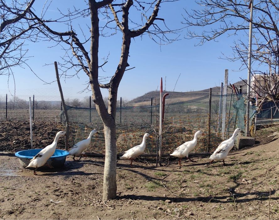 Oua pentru icubat - Rate Indiene Alergatoare Crescute Natural