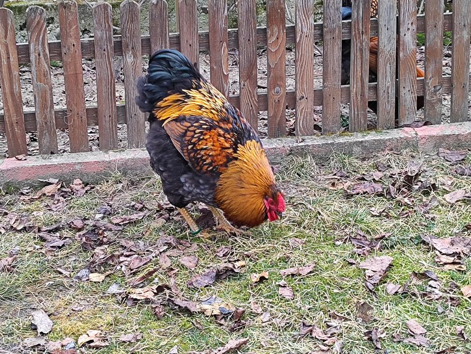 Vând cocos Wiandotte pe negru