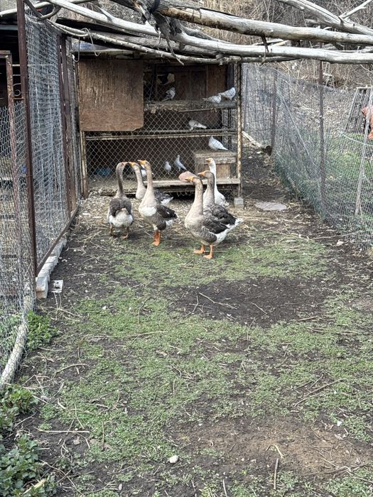 Продам гусей (гусаки)