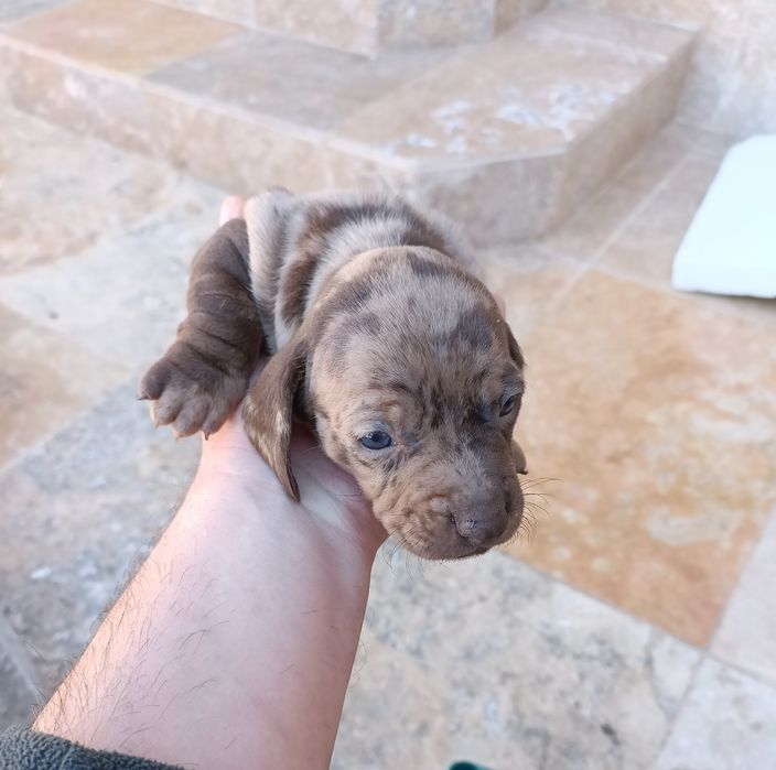 Teckel mini arlechin , merle tricolor tekel mini