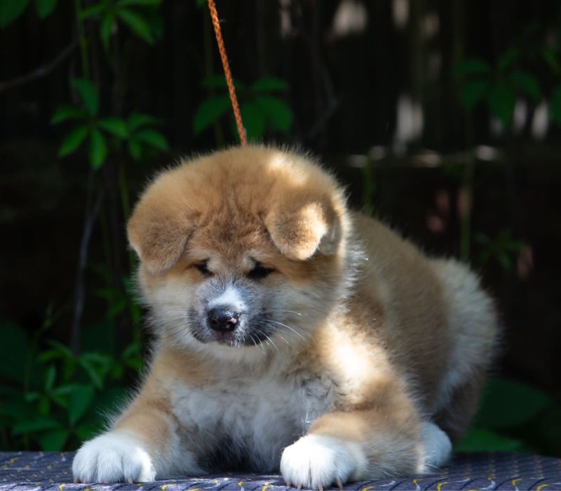 Щенки Акита