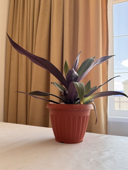 Продам домашние цветы