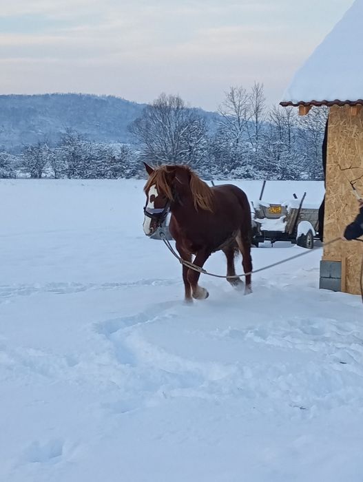 Manz un an jumate de vânzare