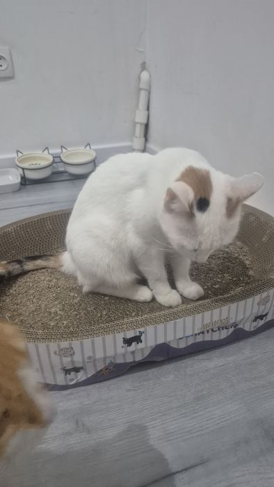 Кошечка в добрые руки