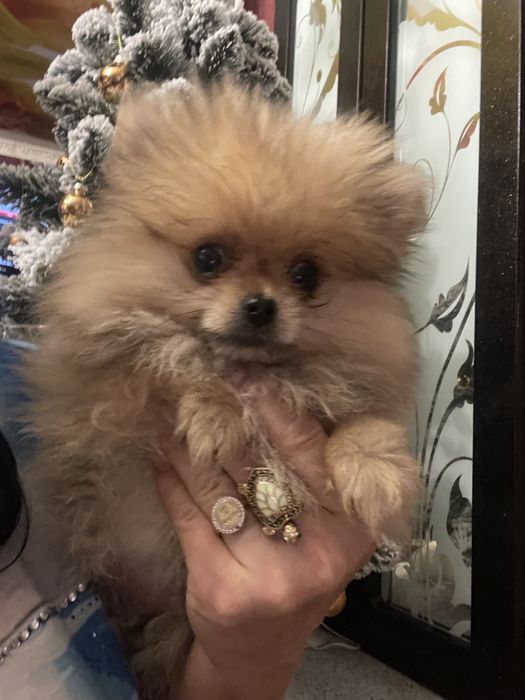 Щенки померанского шпица