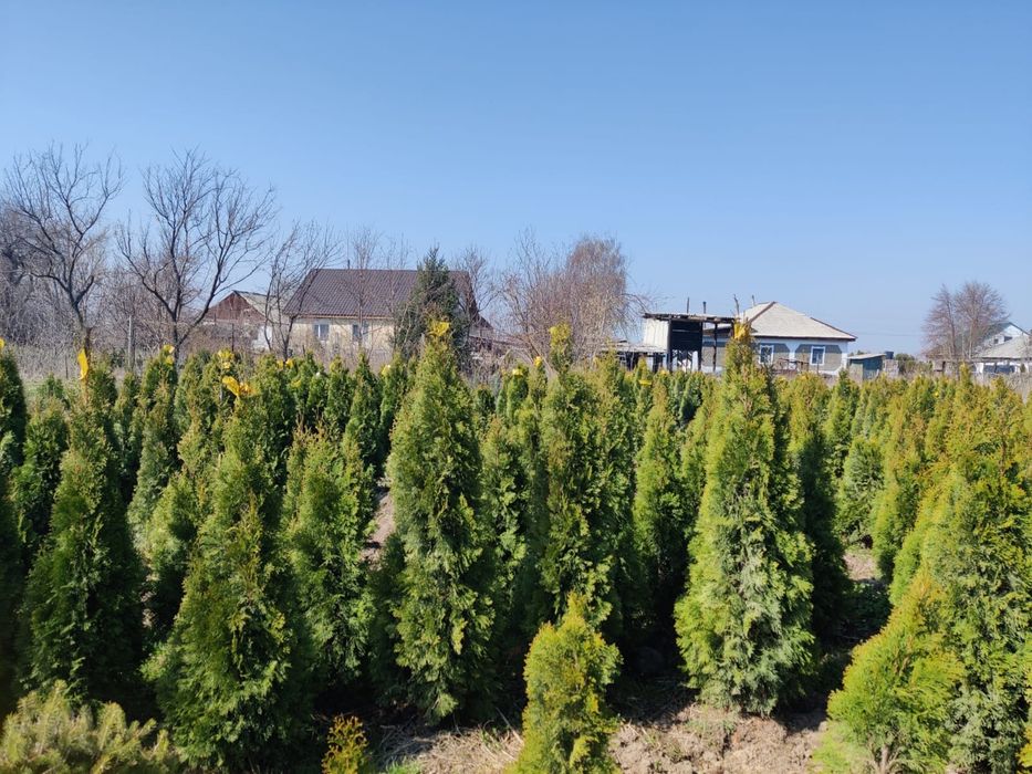 Продам Туи Смарагд (Smaragd).