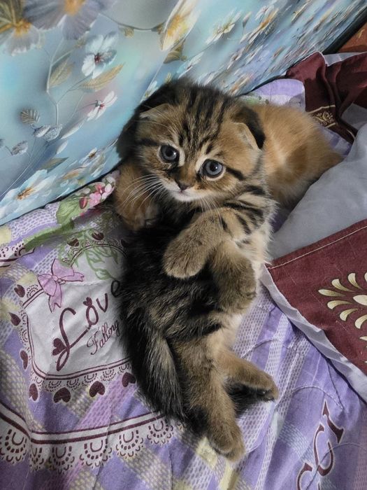 Котенок веслоухий
