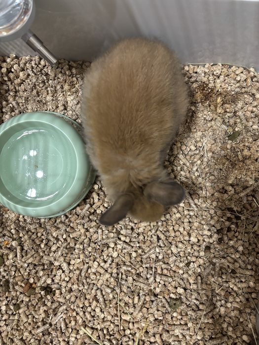 Декоративно зайче