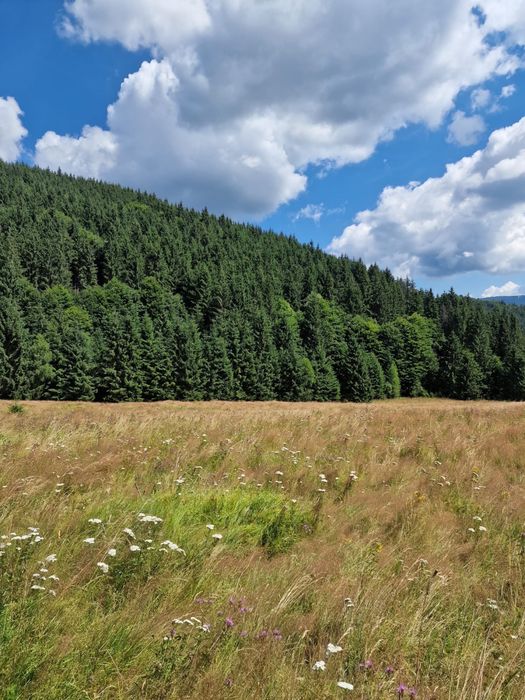 Teren 5000 mp cu pârâu, lângă Lacul Drăgan – parcelabil (1500 mp)