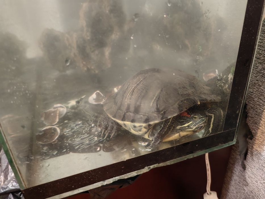 Красноухая черепаха