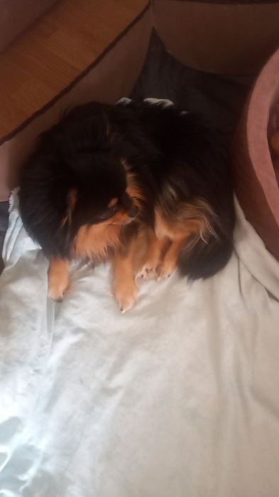 Шпиц немецкий щенки продажа