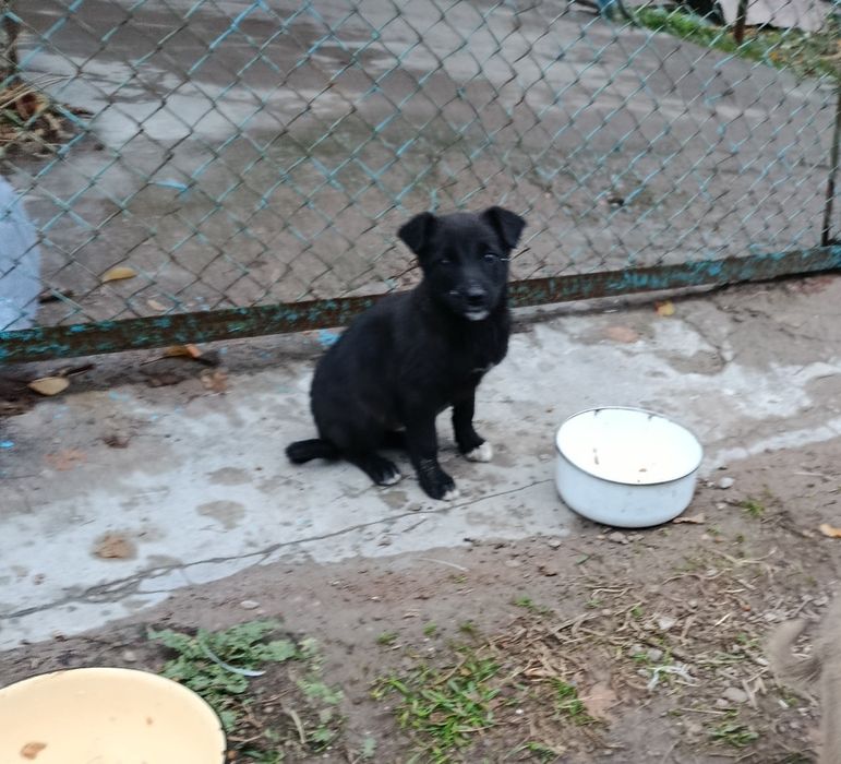 Отдадим в добрые руки