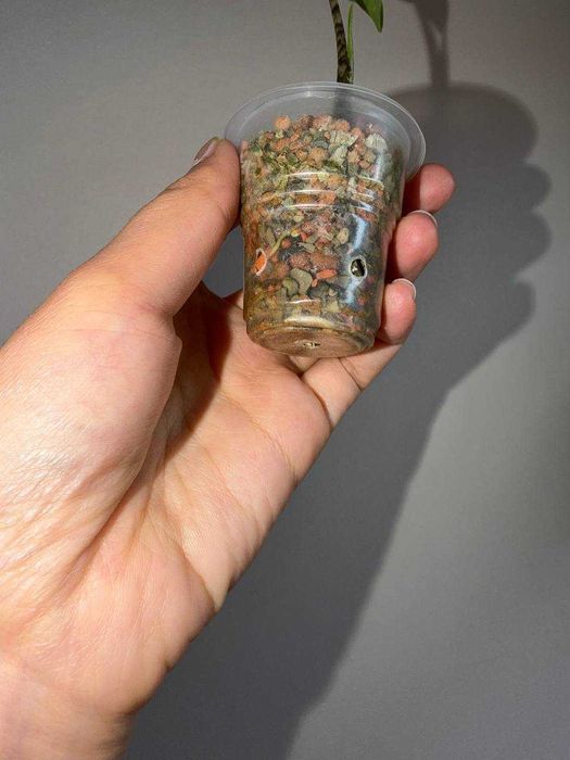 Алоказия ретикуллата