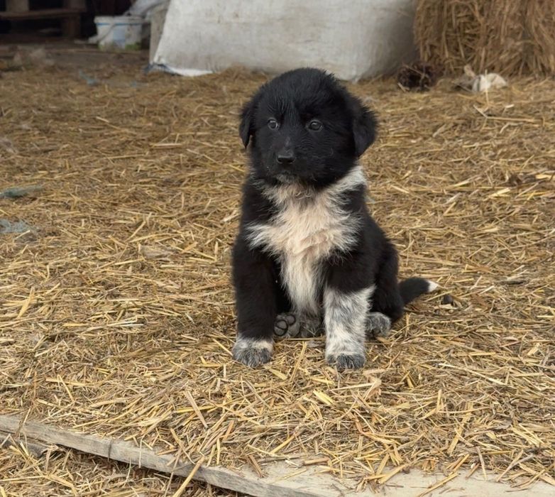 Подаряваме сладки кученца