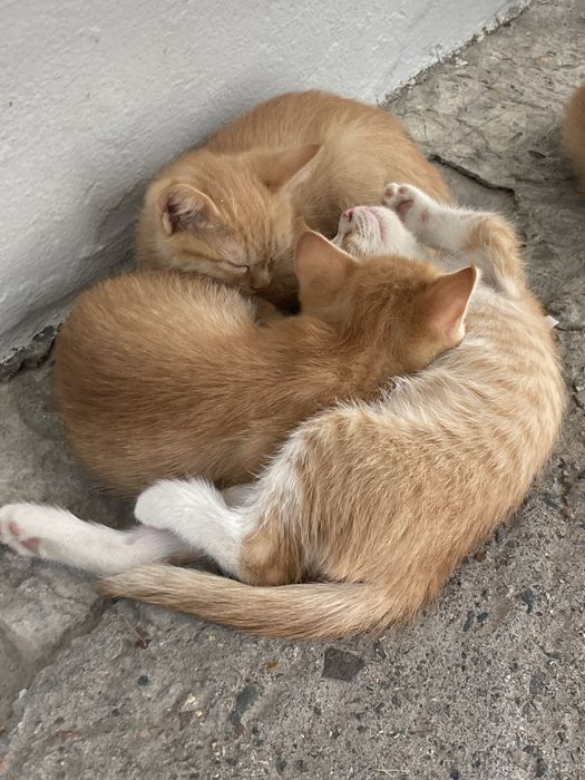 Tekinga beriladi mushula