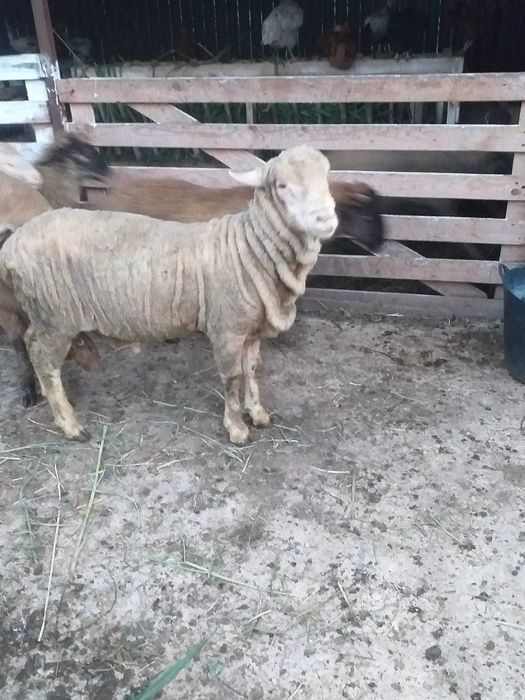 Vand berbec merinos de prasila