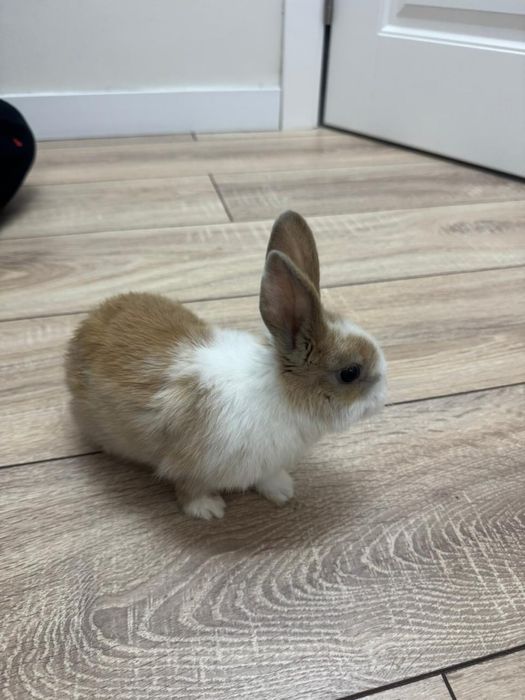 Кролик вместе с клеткой