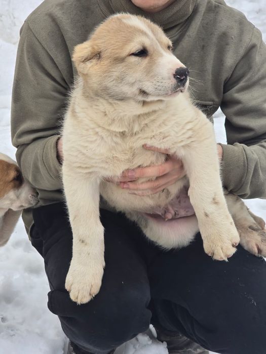 Продам щенков Алабая