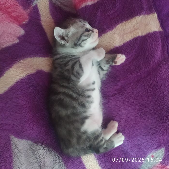 Mishukchalar sotiladi