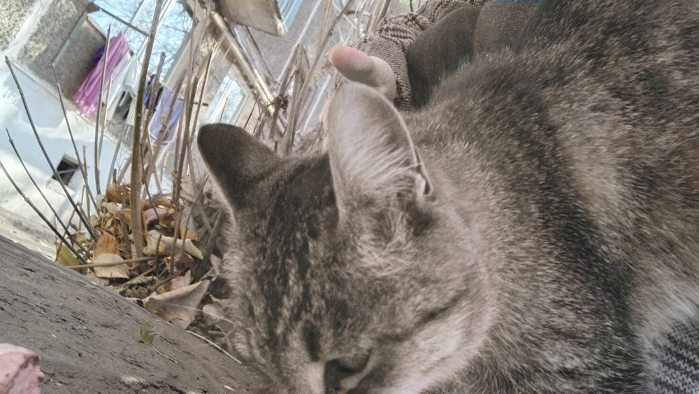 Кошка и деньги на стерилизацию