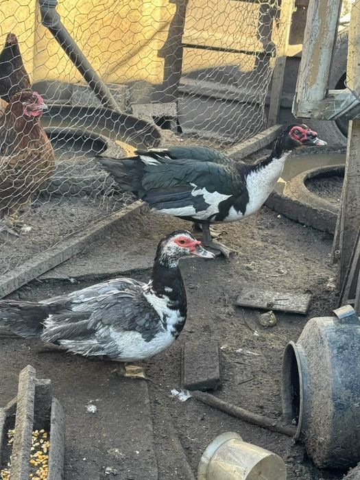 Разпродажба на домашни животни.