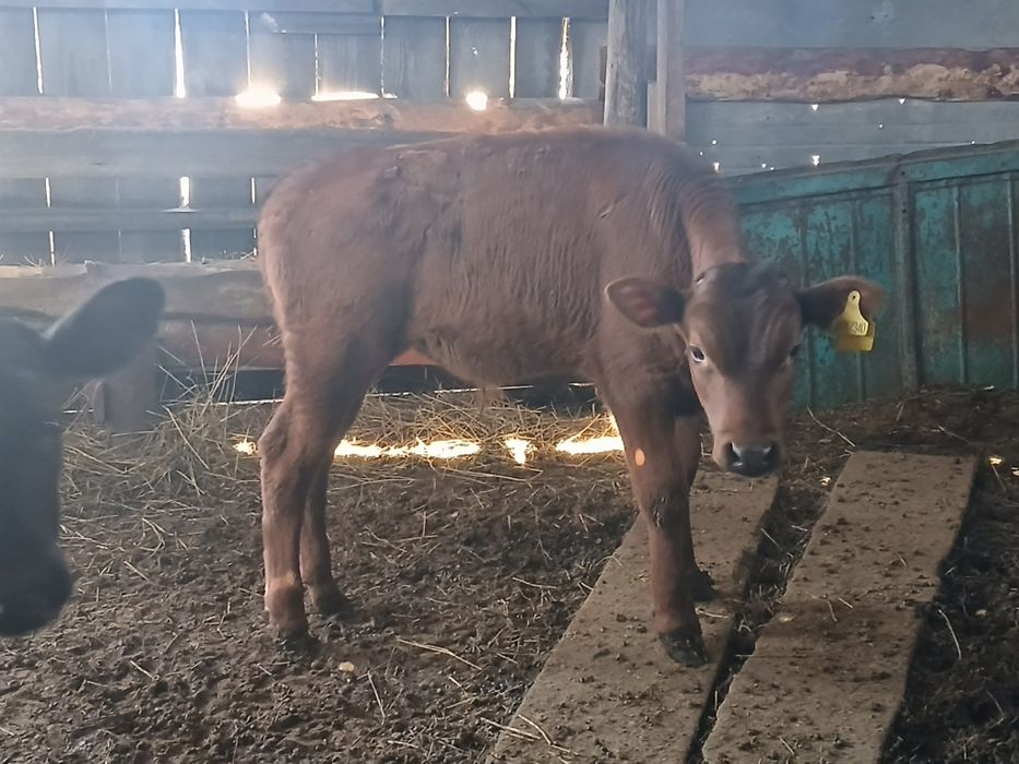 Продам телёнка..