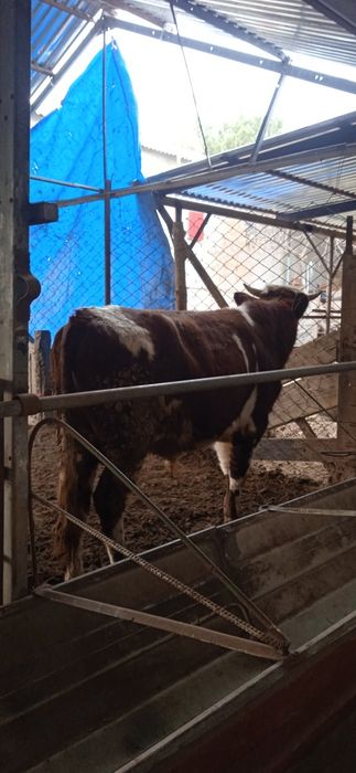 Gibrid buqqa sotiladi