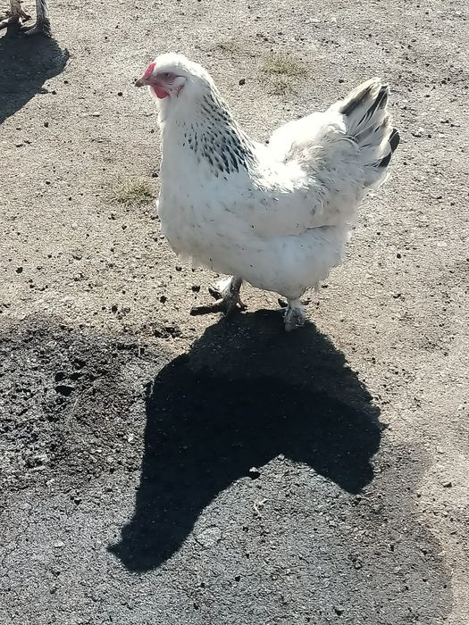 Продаются курицы породы Брама