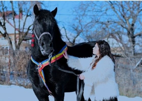 Armăsar pentru montă