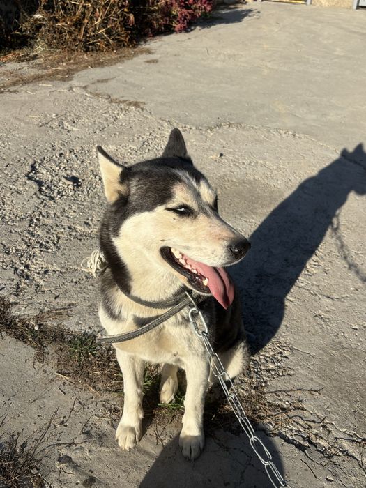 Хаски голубоглазый