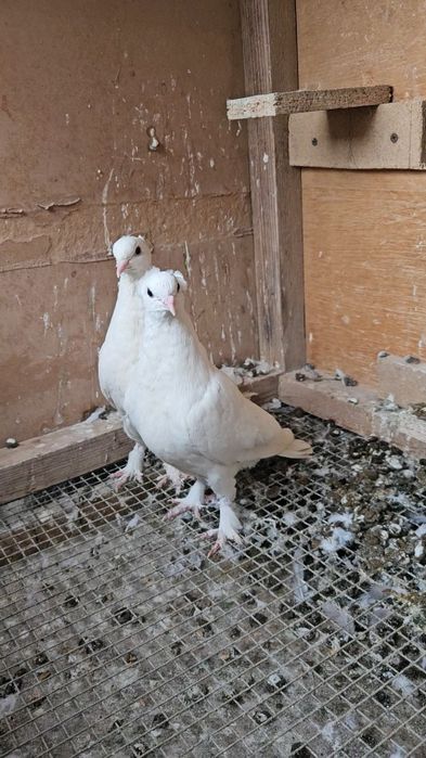 Голуби такла белые (бьяз)
