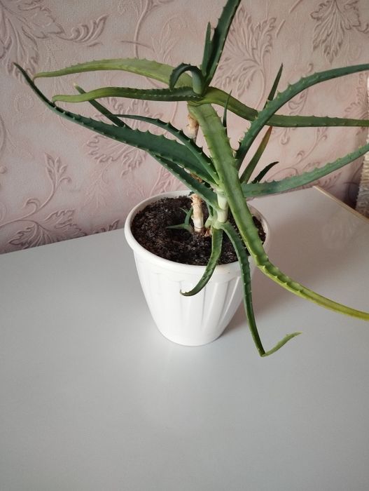 Лечебное Растение Алоэ