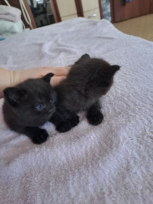 Отдам котят полукровки
