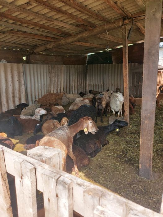 Продам баран цены разные