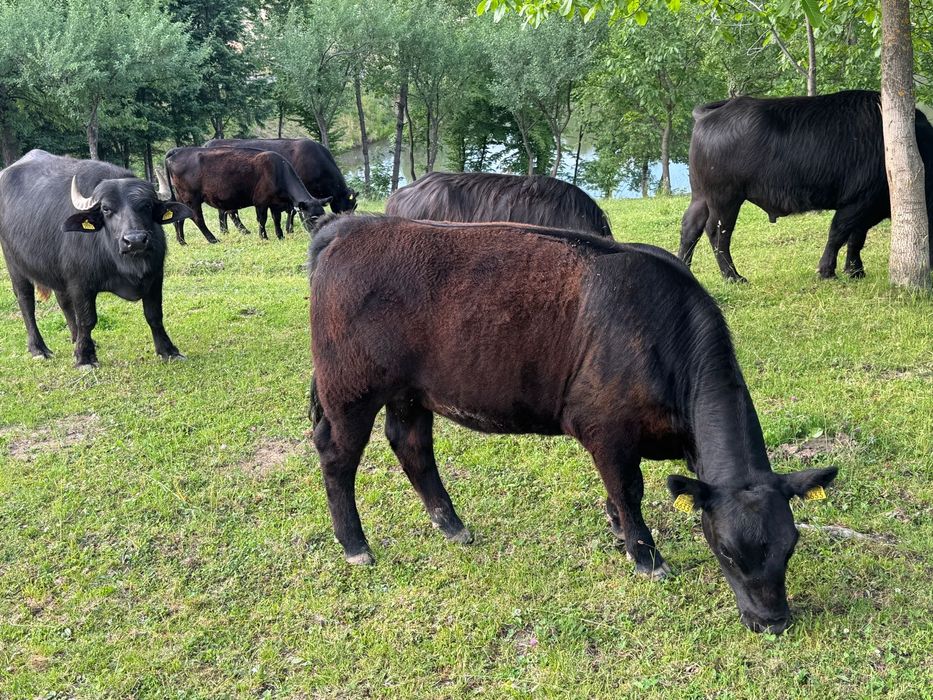 Vând Black Angus
