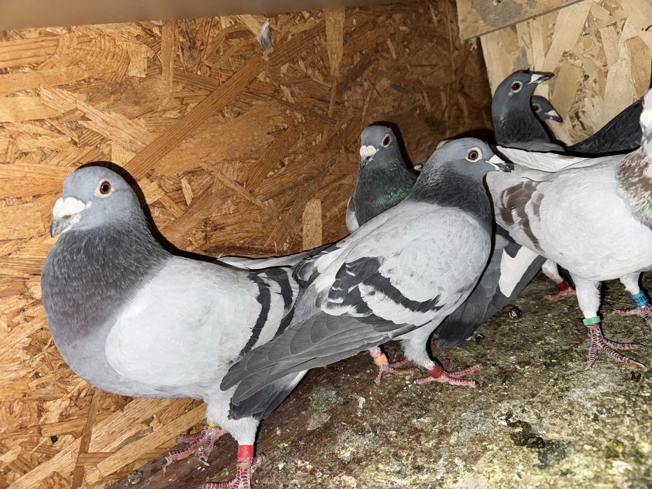 Disponibili porumbei din lipsa de spatiu