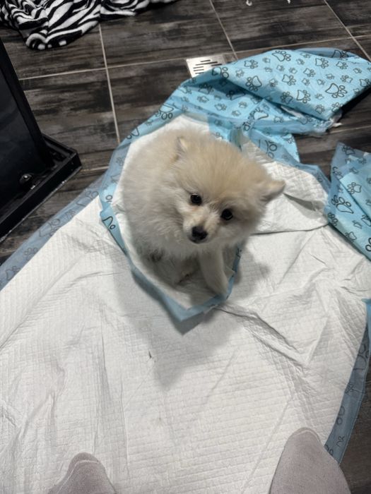 Померан Дружелюбно