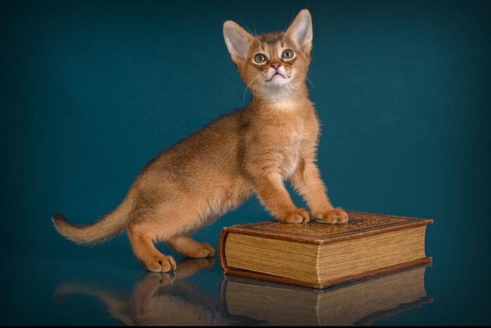 ЧАУЗИ с Документами и ТИТУЛАМИ