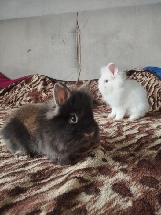 Iepurași pufoși mici și mari