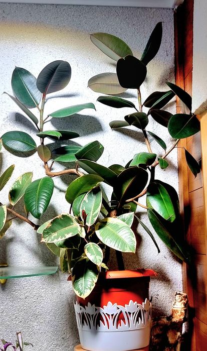 Цветы комнатные от 2500