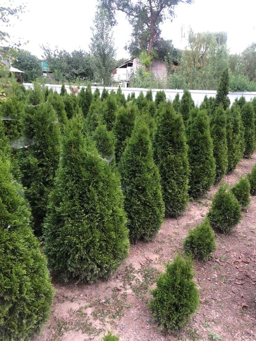 Туя, сосна, ель, можевельник