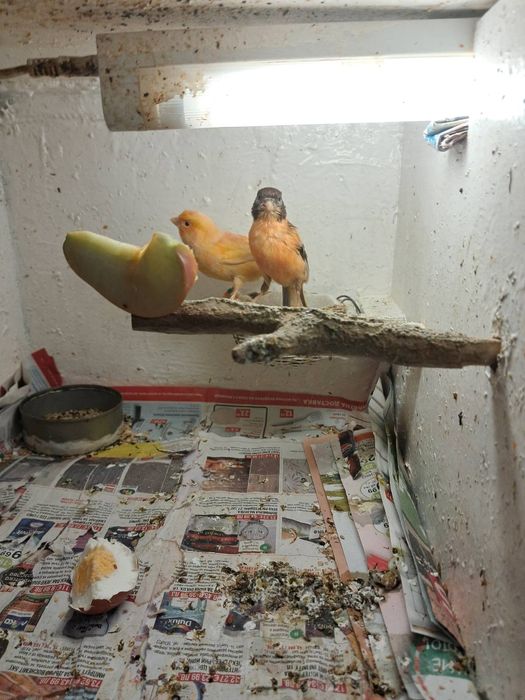 Продавам канарчета