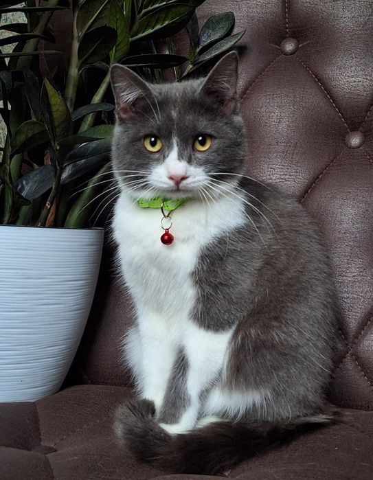 Подари Гудвина семью