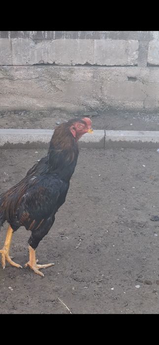 Дакан, бойцов...