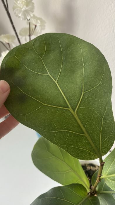 Фикус Лирато (Адаптирован)