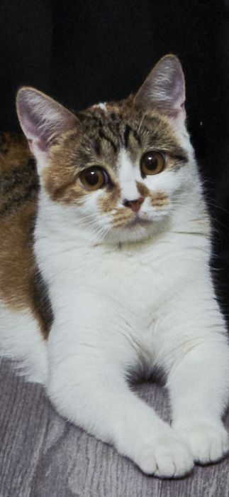 Отдам шотландскую кошечку